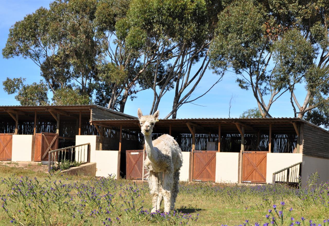 Anna Beulah Farm Villa Durbanville Buitenkant foto